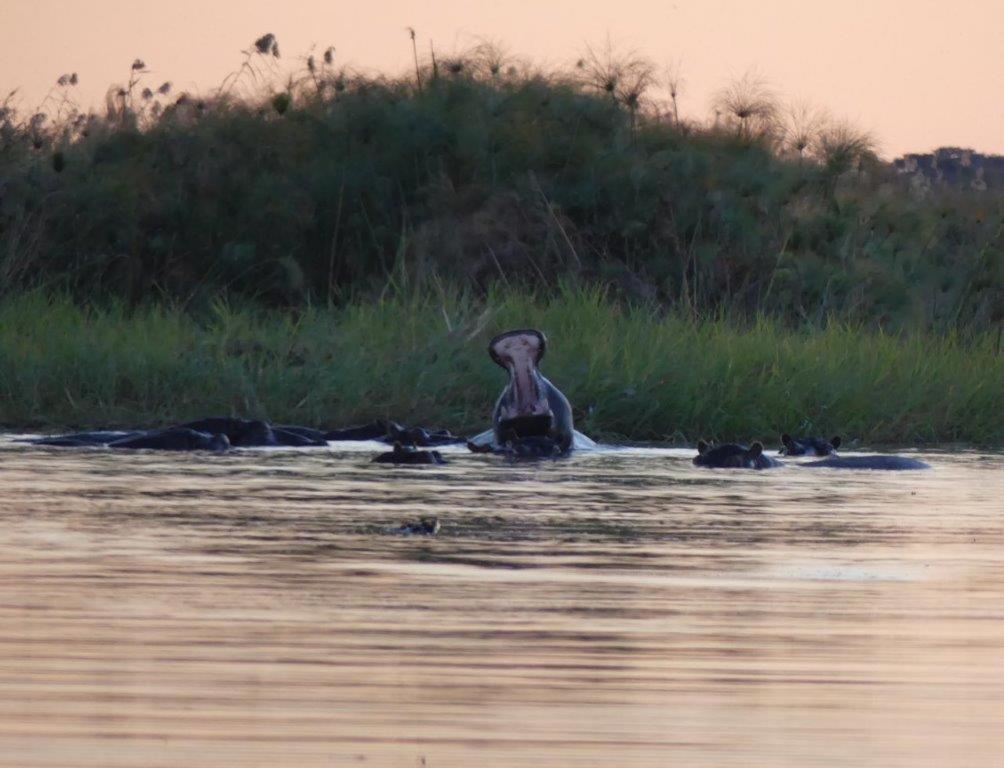 Askiesbos - Samochima Bush Camp Shakawe Ngoại thất bức ảnh
