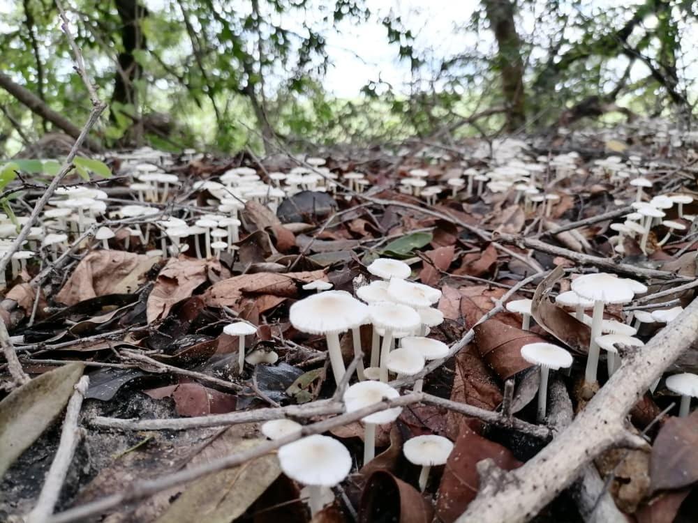 Askiesbos - Samochima Bush Camp Shakawe Ngoại thất bức ảnh