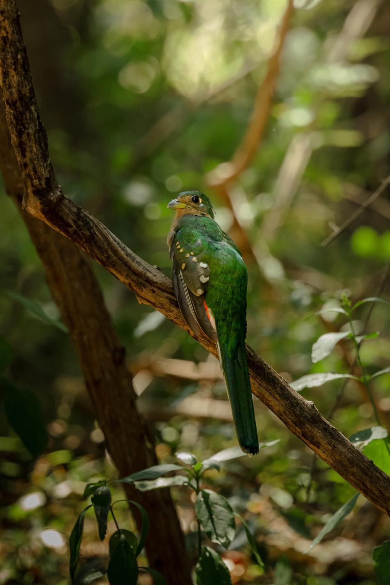 Askiesbos - Samochima Bush Camp Shakawe Ngoại thất bức ảnh