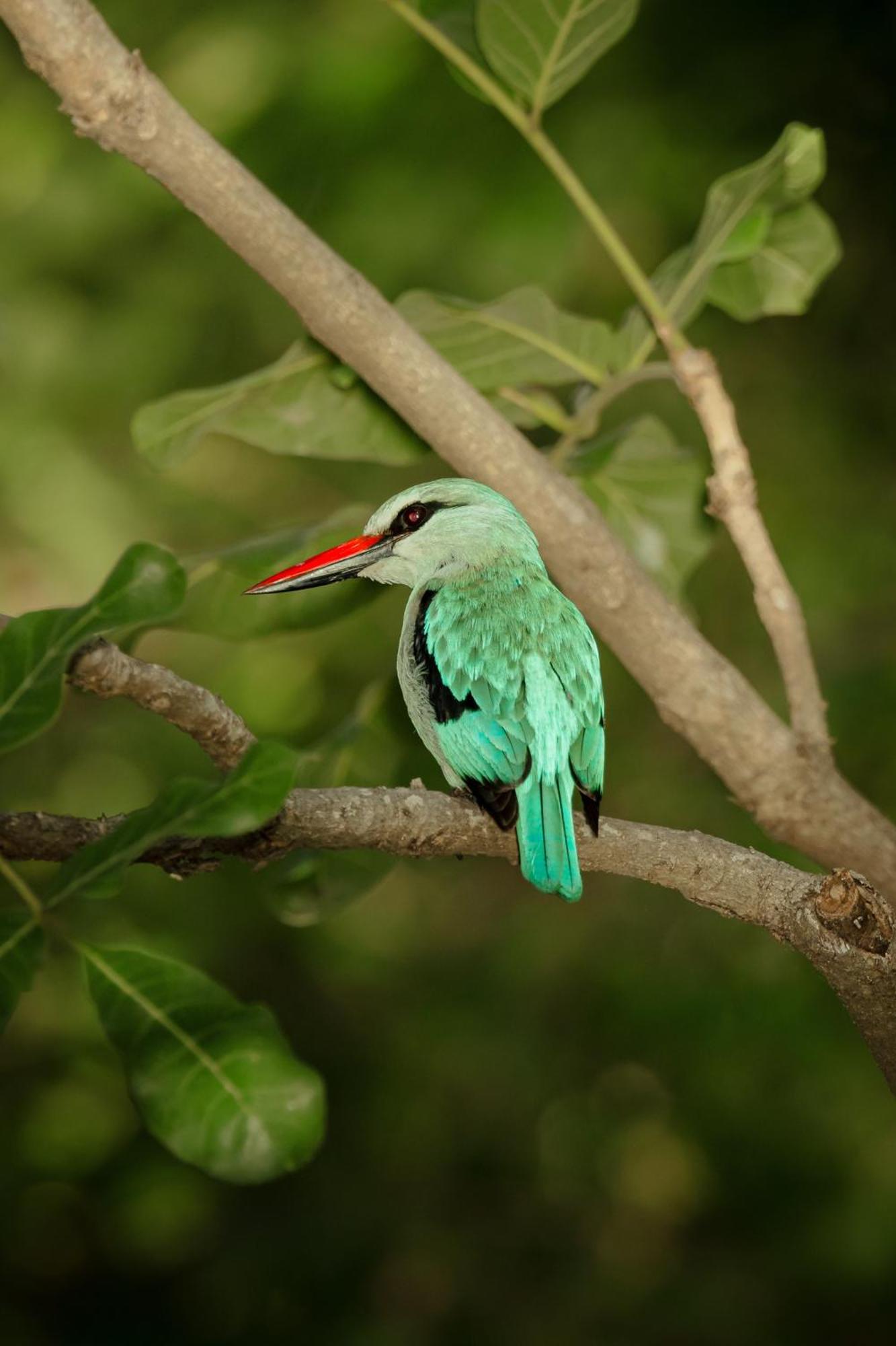 Askiesbos - Samochima Bush Camp Shakawe Ngoại thất bức ảnh