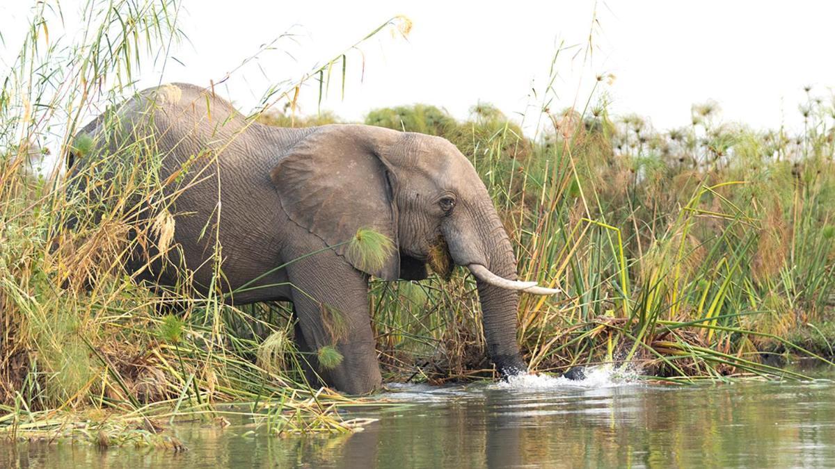 Askiesbos - Samochima Bush Camp Shakawe Ngoại thất bức ảnh