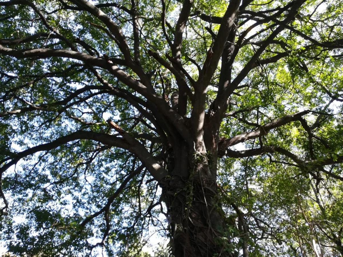Askiesbos - Samochima Bush Camp Shakawe Ngoại thất bức ảnh